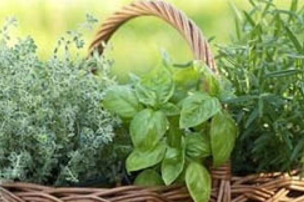 نبات الزعتر أفضل علاج لحب الشباب